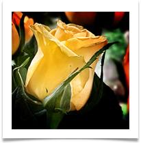 2020 09 rose  - Carol Sparkes